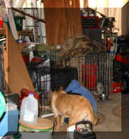 Todd; "Is there an Egg in Here?" Shieba, "Ah, There was. Do you have more?"