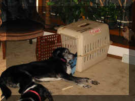 Bleah, it smells like puppy in here. 