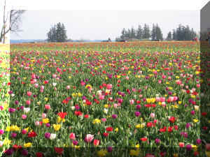 IMG_1608.JPG (416592 bytes)