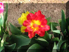 IMG_1610.JPG (270078 bytes)