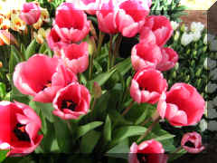 IMG_1611.JPG (273071 bytes)