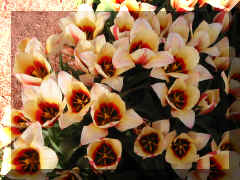 IMG_1612.JPG (289163 bytes)