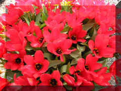 Is that RED or what!?