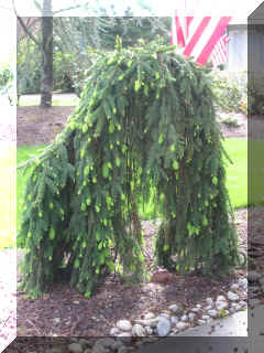 Our own little cousin IT