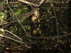 Can you find the little guy in this picture? 